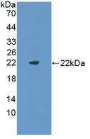 FLT3LG Antibody in Western Blot (WB)