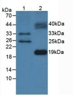 FLT3LG Antibody in Western Blot (WB)