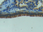 iNOS Antibody in Immunohistochemistry (Paraffin) (IHC (P))