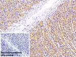 A1CF Antibody in Immunohistochemistry (Paraffin) (IHC (P))
