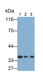 SMN1 Antibody in Western Blot (WB)
