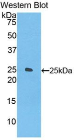 FOLR4 Antibody in Western Blot (WB)