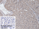 RAB37 Antibody in Immunohistochemistry (Paraffin) (IHC (P))
