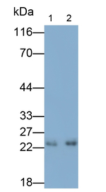 RAB37 Antibody in Western Blot (WB)