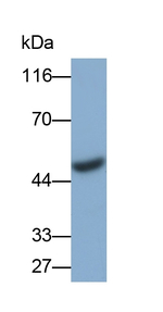 NFIX Polyclonal Antibody