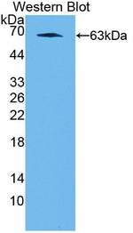 NFIX Antibody in Western Blot (WB)