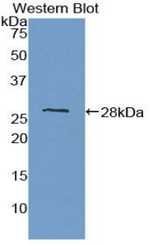 PTPRM Antibody in Western Blot (WB)