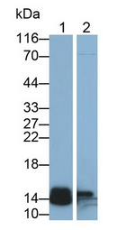 REG3B Antibody in Western Blot (WB)