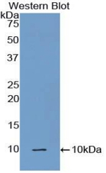 Complement C5a Antibody in Western Blot (WB)
