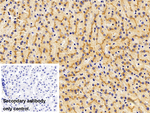 LAMP1 Antibody in Immunohistochemistry (Paraffin) (IHC (P))