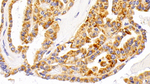 LAMP1 Antibody in Immunohistochemistry (Paraffin) (IHC (P))