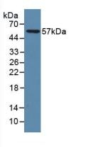 LAMP1 Antibody in Western Blot (WB)