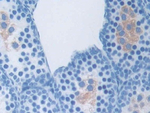 Osteocrin Antibody in Immunohistochemistry (Paraffin) (IHC (P))