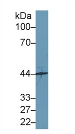 SYTL2 Antibody in Western Blot (WB)