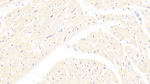 LPA Polyclonal Antibody