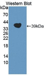 LPA Antibody in Western Blot (WB)