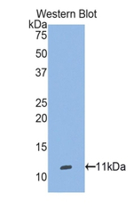 Selenoprotein W Polyclonal Antibody