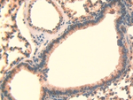 LOXL3 Antibody in Immunohistochemistry (Paraffin) (IHC (P))