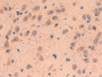 LOXL3 Polyclonal Antibody
