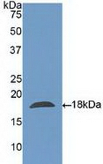 Galectin 10 Antibody in Western Blot (WB)