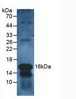Galectin 10 Antibody in Western Blot (WB)