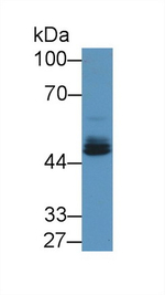 EGR2 Antibody in Western Blot (WB)