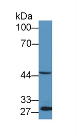 EGR2 Antibody in Western Blot (WB)