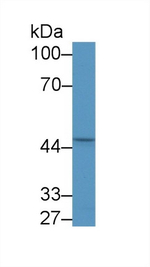 EGR2 Antibody in Western Blot (WB)