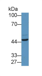EGR2 Antibody in Western Blot (WB)