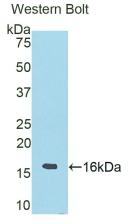 RNASE6 Antibody in Western Blot (WB)