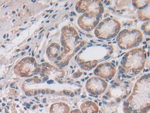 UTRN Antibody in Immunohistochemistry (Paraffin) (IHC (P))