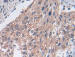 UTRN Antibody in Immunohistochemistry (Paraffin) (IHC (P))