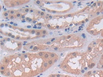 UTRN Antibody in Immunohistochemistry (Paraffin) (IHC (P))