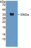 UTRN Antibody in Western Blot (WB)