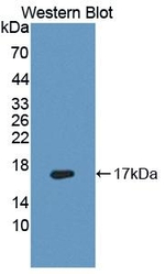 FADS3 Antibody in Western Blot (WB)
