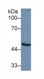 PSMC2 Antibody in Western Blot (WB)