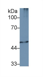PSMC2 Antibody in Western Blot (WB)