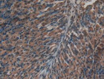 Insulin Antibody in Immunohistochemistry (Paraffin) (IHC (P))