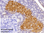 Insulin Antibody in Immunohistochemistry (Paraffin) (IHC (P))