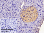 Insulin Antibody in Immunohistochemistry (Paraffin) (IHC (P))