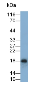 Insulin Antibody in Western Blot (WB)