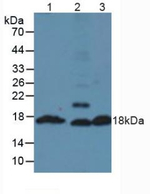 Insulin Antibody in Western Blot (WB)