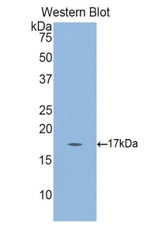 Gastrokine 3 Polyclonal Antibody
