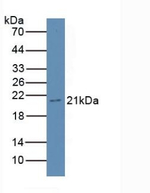 Gastrokine 3 Antibody in Western Blot (WB)