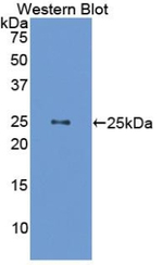 Growth Hormone Antibody in Western Blot (WB)