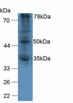 VWA2 Antibody in Western Blot (WB)