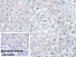 NADK Antibody in Immunohistochemistry (Paraffin) (IHC (P))
