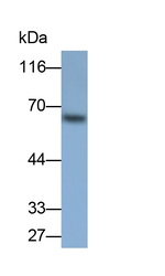 NADK Antibody in Western Blot (WB)