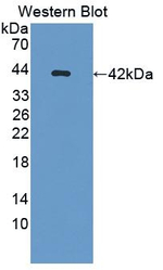 Osteocalcin Antibody in Western Blot (WB)