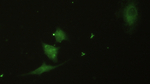 CD61 Antibody in Immunocytochemistry (ICC/IF)